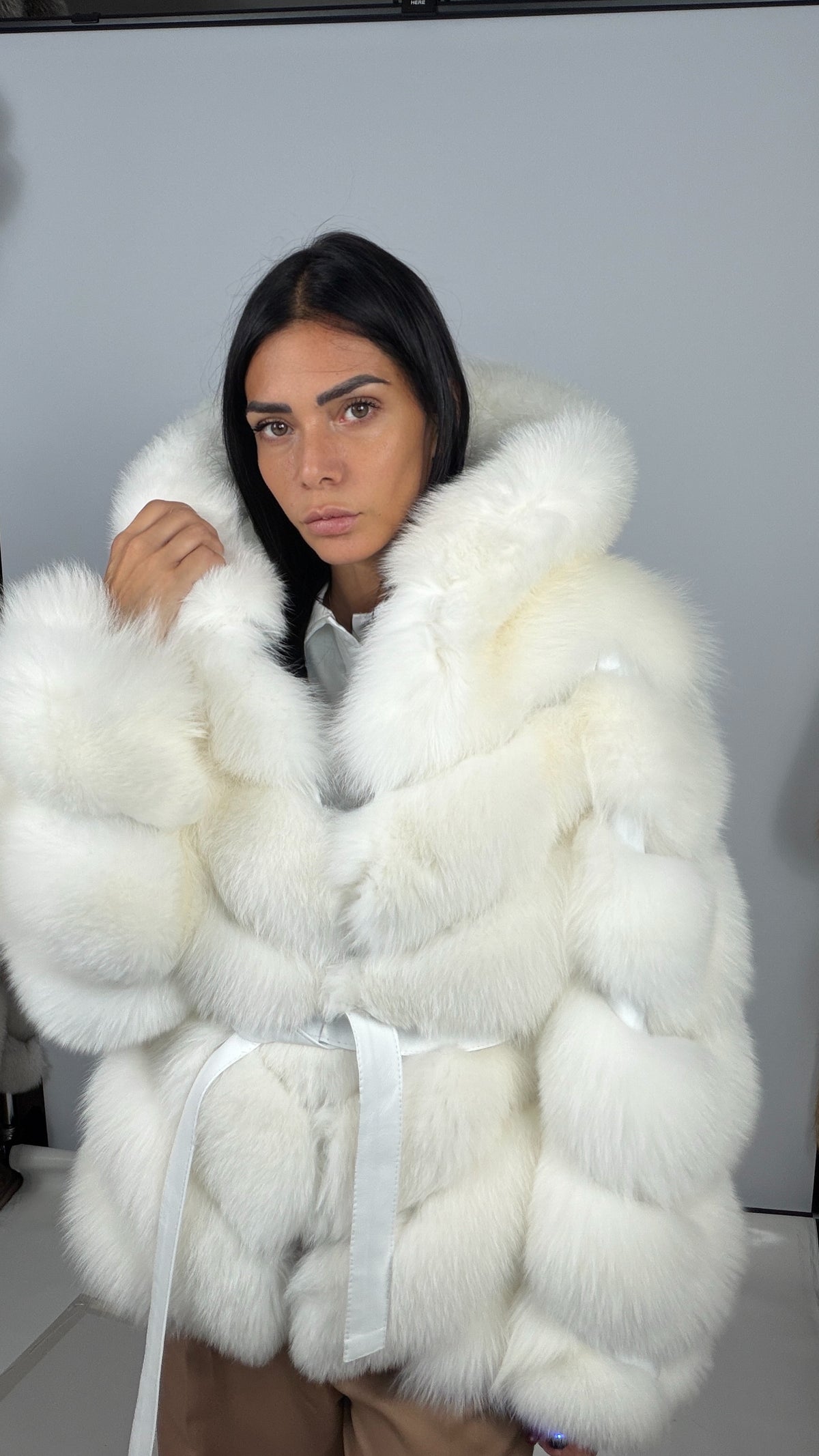 Volpe bianca polare